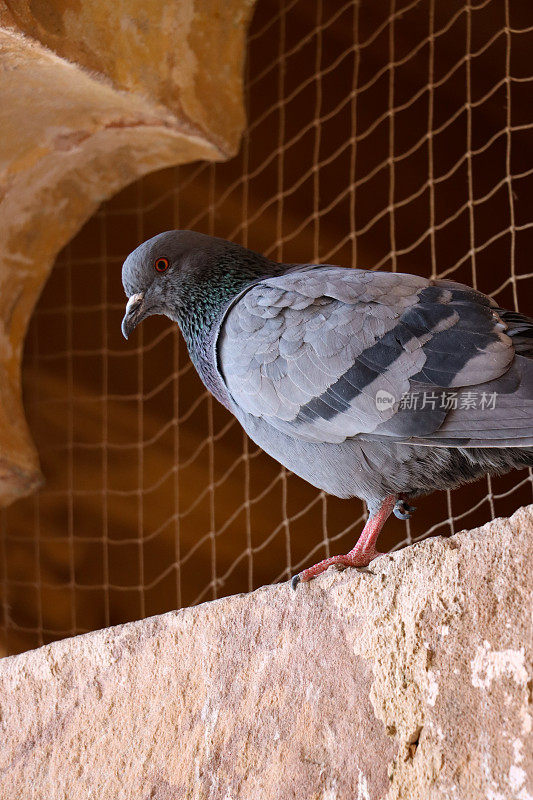 野生雄性家鸽(Columba livia domestica)栖息在公共建筑物的窗台上的特写图像，从下面看，有害生物防治鸟网